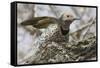 Gilded Flicker-Hal Beral-Framed Stretched Canvas