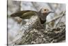 Gilded Flicker-Hal Beral-Stretched Canvas