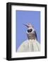 Gilded Flicker-Hal Beral-Framed Photographic Print