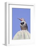 Gilded Flicker-Hal Beral-Framed Photographic Print