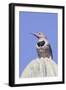 Gilded Flicker-Hal Beral-Framed Photographic Print