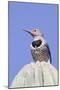 Gilded Flicker-Hal Beral-Mounted Photographic Print