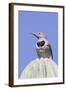 Gilded Flicker-Hal Beral-Framed Photographic Print