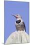 Gilded Flicker-Hal Beral-Mounted Photographic Print