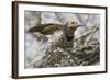 Gilded Flicker-Hal Beral-Framed Photographic Print