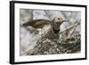 Gilded Flicker-Hal Beral-Framed Photographic Print