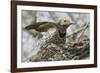 Gilded Flicker-Hal Beral-Framed Photographic Print