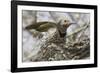 Gilded Flicker-Hal Beral-Framed Photographic Print