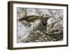 Gilded Flicker-Hal Beral-Framed Photographic Print