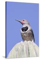 Gilded Flicker-Hal Beral-Stretched Canvas