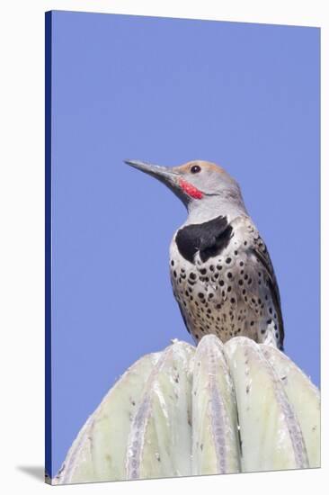 Gilded Flicker-Hal Beral-Stretched Canvas