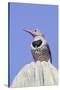 Gilded Flicker-Hal Beral-Stretched Canvas