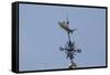 Gilded Grasshopper Weathervane on Faneuil Hall-null-Framed Stretched Canvas