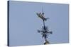 Gilded Grasshopper Weathervane on Faneuil Hall-null-Stretched Canvas