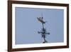 Gilded Grasshopper Weathervane on Faneuil Hall-null-Framed Photo