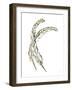 Gilded Hackles Feather-Chris Paschke-Framed Art Print