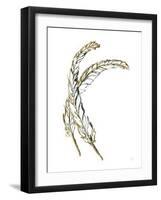 Gilded Hackles Feather-Chris Paschke-Framed Art Print