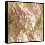 Gilded Hydrangea I-Sue Schlabach-Framed Stretched Canvas