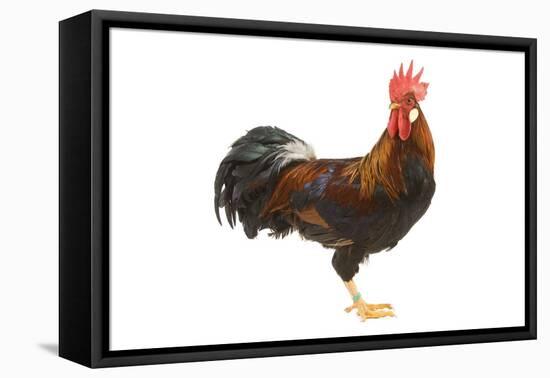 Gilded Leghorn Chicken in Studio-null-Framed Stretched Canvas