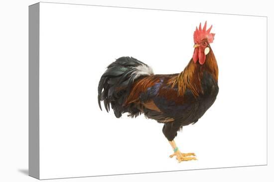 Gilded Leghorn Chicken in Studio-null-Stretched Canvas