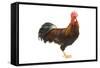 Gilded Leghorn Chicken in Studio-null-Framed Stretched Canvas