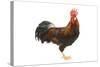 Gilded Leghorn Chicken in Studio-null-Stretched Canvas