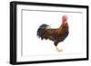 Gilded Leghorn Chicken in Studio-null-Framed Photographic Print