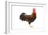 Gilded Leghorn Chicken in Studio-null-Framed Photographic Print