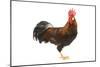 Gilded Leghorn Chicken in Studio-null-Mounted Photographic Print