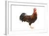 Gilded Leghorn Chicken in Studio-null-Framed Photographic Print