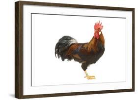 Gilded Leghorn Chicken in Studio-null-Framed Photographic Print