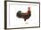 Gilded Leghorn Chicken in Studio-null-Framed Photographic Print