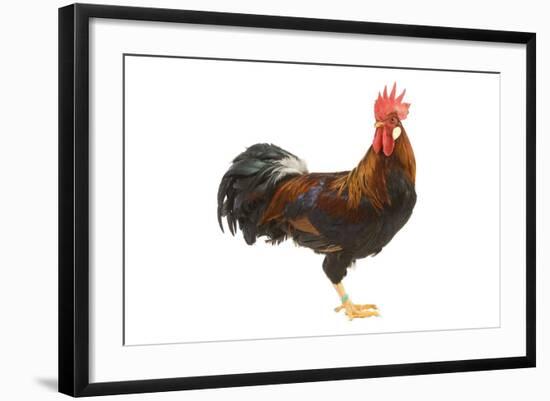 Gilded Leghorn Chicken in Studio-null-Framed Photographic Print