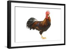 Gilded Leghorn Chicken in Studio-null-Framed Photographic Print