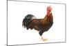 Gilded Leghorn Chicken in Studio-null-Mounted Photographic Print