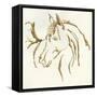 Gilded Mare-Chris Paschke-Framed Stretched Canvas