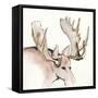 Gilded Moose-Chris Paschke-Framed Stretched Canvas