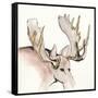 Gilded Moose-Chris Paschke-Framed Stretched Canvas