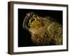 Gilded Mummy with Greek Spiral Curls and Traditional Egyptian Motifs, Bahariya Oasis, Egypt-Kenneth Garrett-Framed Photographic Print