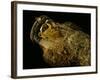 Gilded Mummy with Greek Spiral Curls and Traditional Egyptian Motifs, Bahariya Oasis, Egypt-Kenneth Garrett-Framed Photographic Print