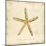 Gilded Ocean Starfish-Studio 5-Mounted Art Print