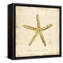 Gilded Ocean Starfish-Studio 5-Framed Stretched Canvas