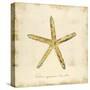 Gilded Ocean Starfish-Studio 5-Stretched Canvas