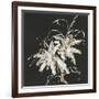 Gilded Poinsettias-Chris Paschke-Framed Art Print