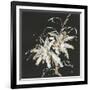 Gilded Poinsettias-Chris Paschke-Framed Art Print