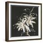 Gilded Poinsettias-Chris Paschke-Framed Art Print