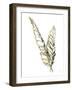 Gilded Raven Feather-Chris Paschke-Framed Art Print