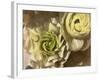 Gilded Rose-Katja Marzahn-Framed Giclee Print