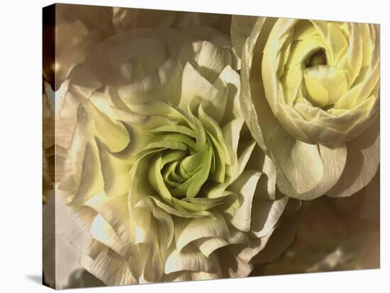 Gilded Rose-Katja Marzahn-Stretched Canvas