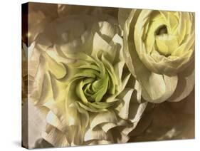 Gilded Rose-Katja Marzahn-Stretched Canvas